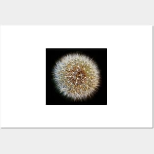 Dandelion Seed Head (2) Posters and Art